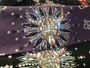 Bandana, Southwest Steer Skull Plum FREE SHIPPING