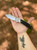 CJRB Bowie Pyrite Button Lock Ebony