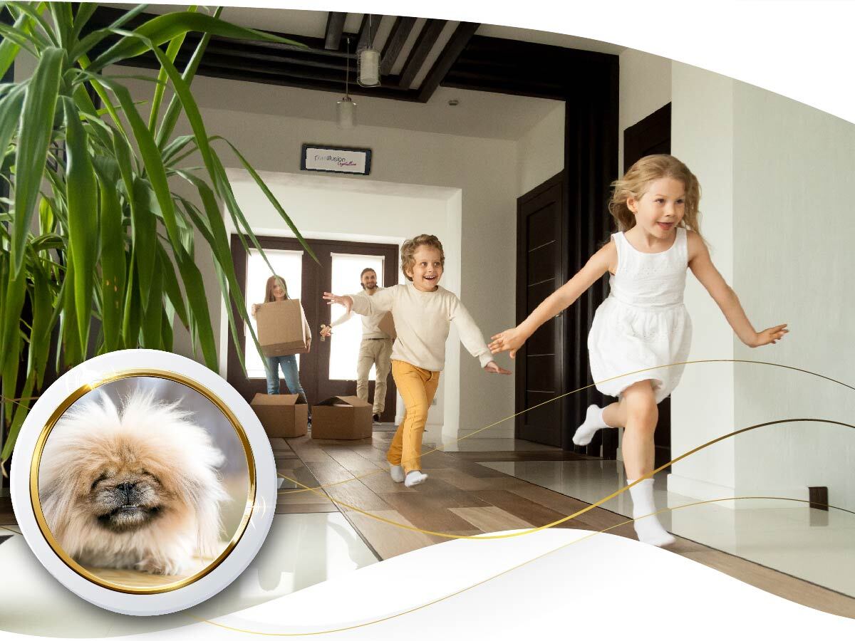 PureIllusion Crystalline Gas & Odor Filter for IQAir HealthPro Plus, ultra premium activated carbon adsorption helps reduce odors from cooking, pets, smoke-related smells, and VOC-related off-gassing, fits V5-Cell module.