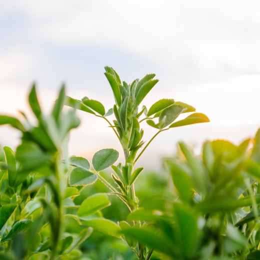 5 Amazing Benefits of Alfalfa Grass