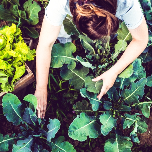 Why Choose Organic?