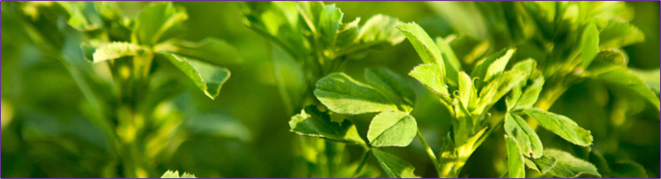 1-744px-alfalfa-grass.jpg