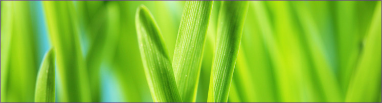 5-744px-barley-grass.jpg