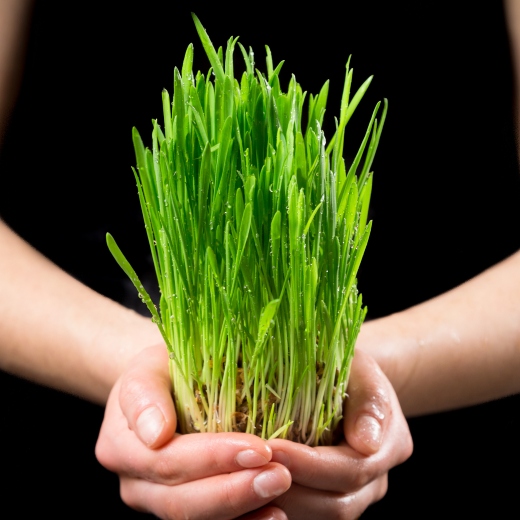 5 Amazing Benefits of Oat Grass pHresh Products