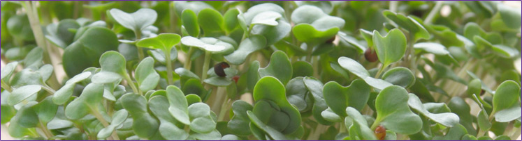 6-744px-broccoli-sprouts.jpg