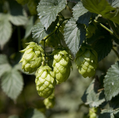 Hop from Czechia. Galaxy hop.