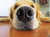 Golden retriever nose boop