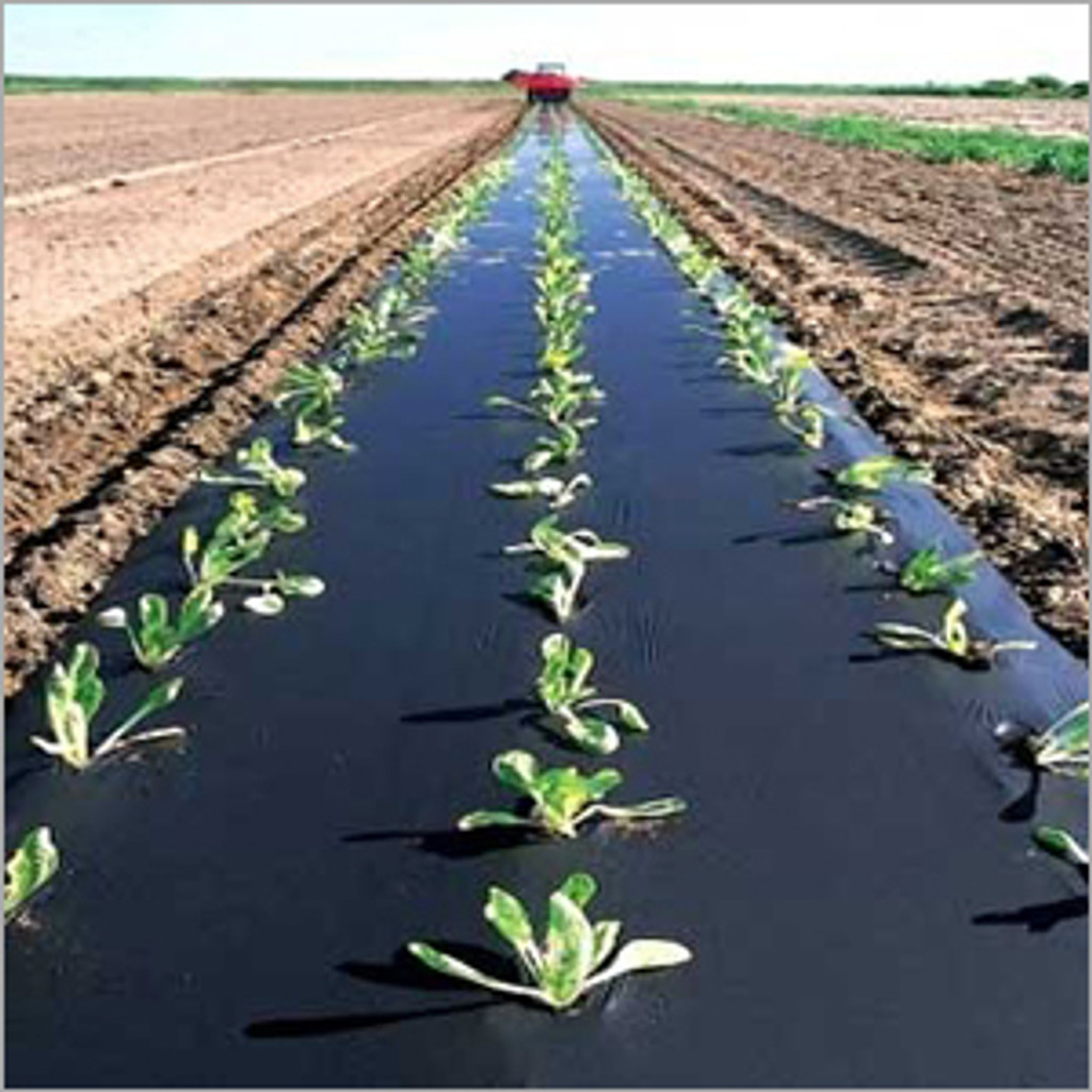 black plastic mulch        
        <figure class=