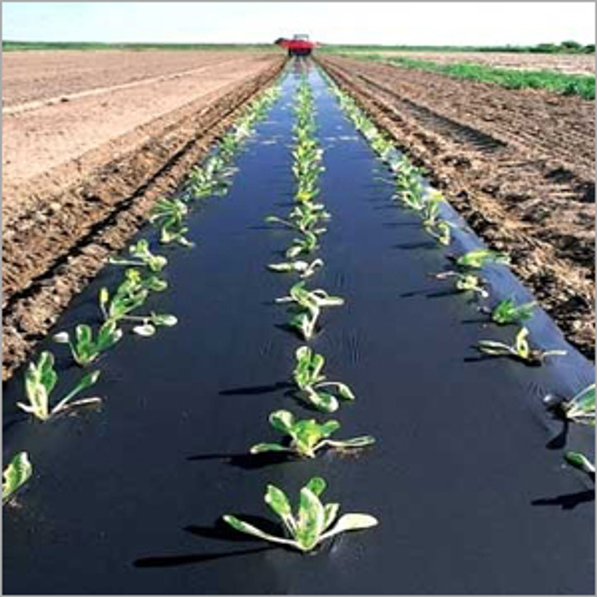 Image of Black plastic mulch bulk