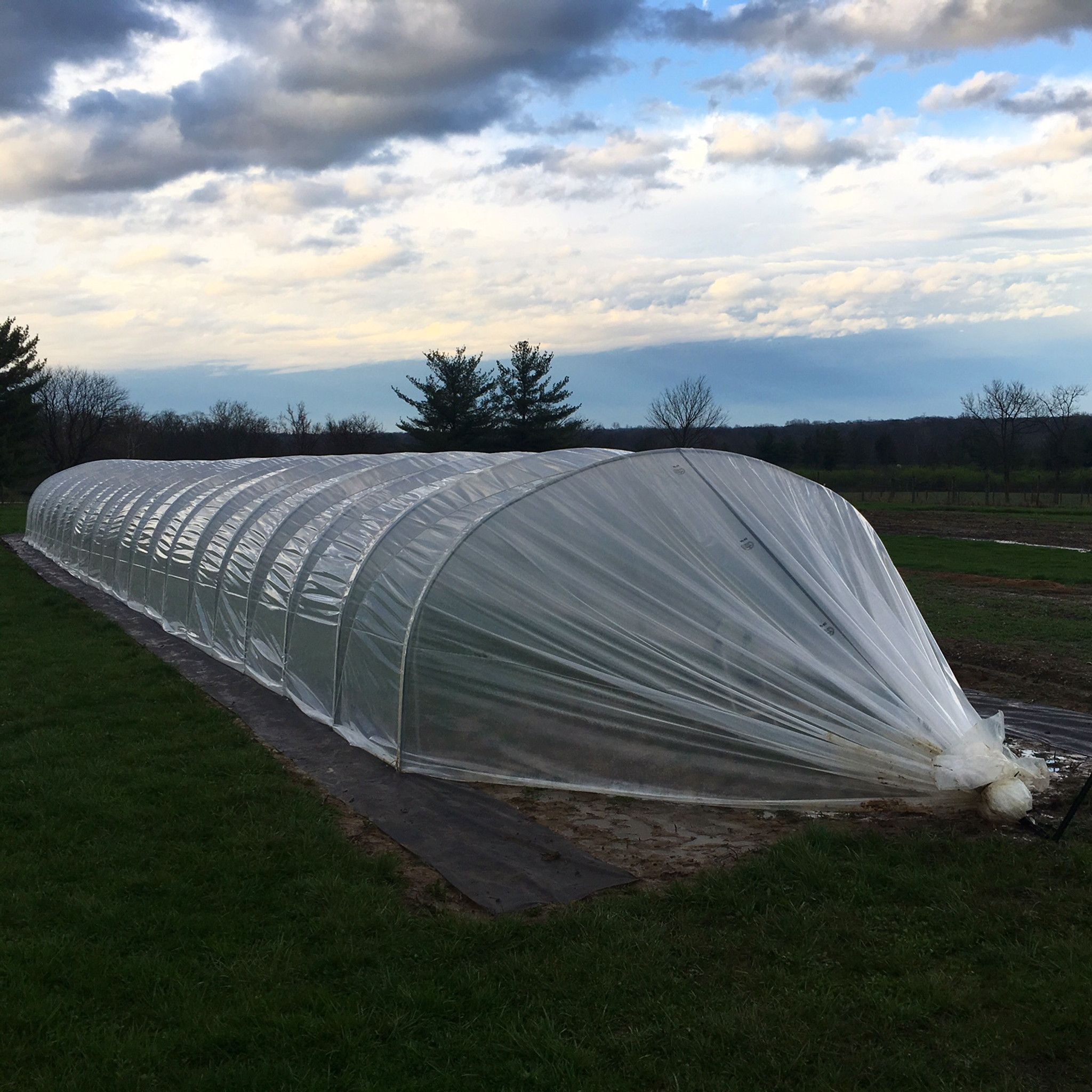 caterpillar tunnel plastic