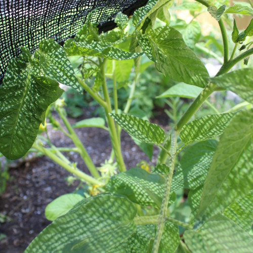 Shade Cloth - Black Knitted - 60%