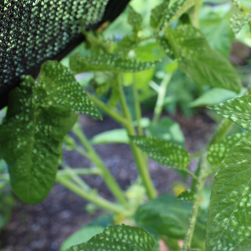 Shade Cloth - Black Knitted - 80%