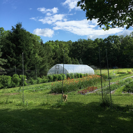 Hidden Ridge Flowers and Herbs Add a High Tunnel for May Wedding Flower Capacity