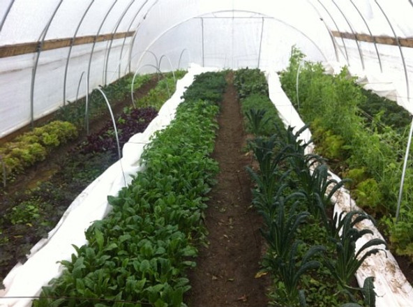 9 of the Best Winter Crops to Grow in a High Tunnel | Profitable Farming