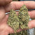Grape Ape THCA Flower in hand