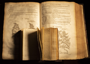 A Brief Overview of the History of Cannabis