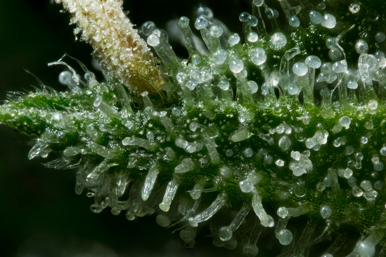 The Glittering World of Trichomes: Unveiling the Significance in Cannabis Extraction