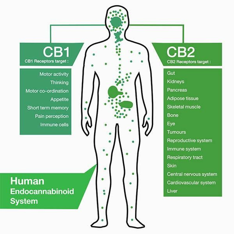 The Endocannabinoid System and its Interaction with Cannabis