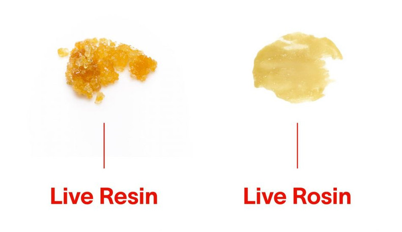 The Distinction Between Live Resin and Hash Rosin: A Closer Look at Cannabis Concentrates and Extraction Methods