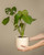 Monstera