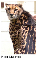 king-cheetah.jpg