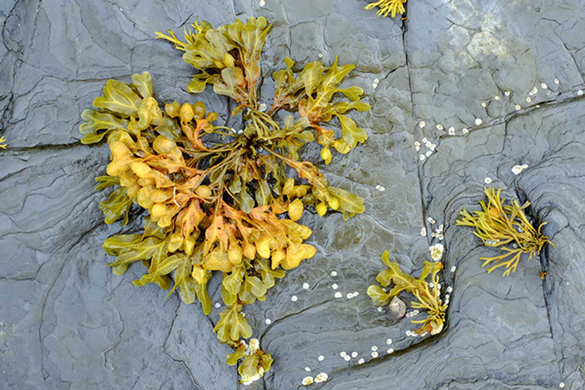 Bladderwrack: The Ocean’s Gift to Wellness