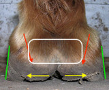 The Healthy Hoof - What You Should Know About the Digital Cushion