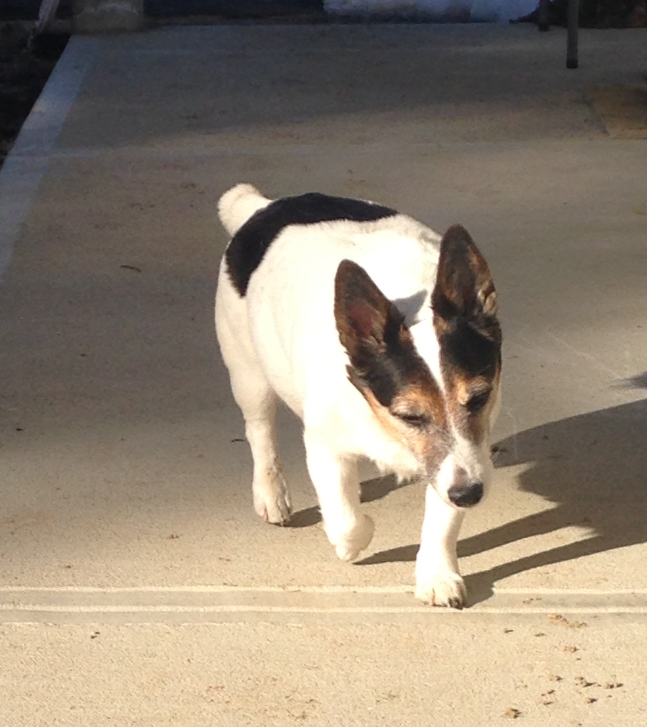 Cushing’s Disease in Dogs Riva's Remedies