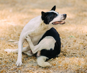 How Allergies and Food Reactions Affect Our Dogs How Allergies and Food Reactions Affect Our Dogs