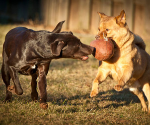 Bone & Joint Health for Dogs