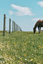 The Importance of the Equine Microbiome  The Importance of the Equine Microbiome