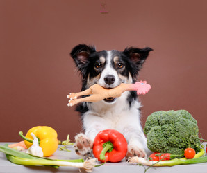 Understanding Food Allergies and Intolerances in Dogs Understanding Food Allergies and Intolerances in Dogs