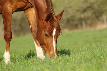 Deworming Your Horses - Strategies, Prevention, & Tips