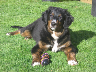 Supplementing Your Dog with Glucosamine and MSM…Use with Caution! Supplementing Your Dog with Glucosamine and MSM…Use with Caution!