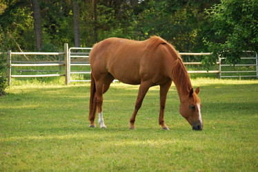 Meet Riva – The Family of Champions Meet Riva – The Family of Champions