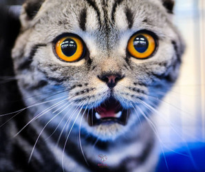 Does Your Cat Have Worms?