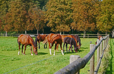Spring Grass… Graze Your Horses with Caution Spring Grass… Graze Your Horses with Caution