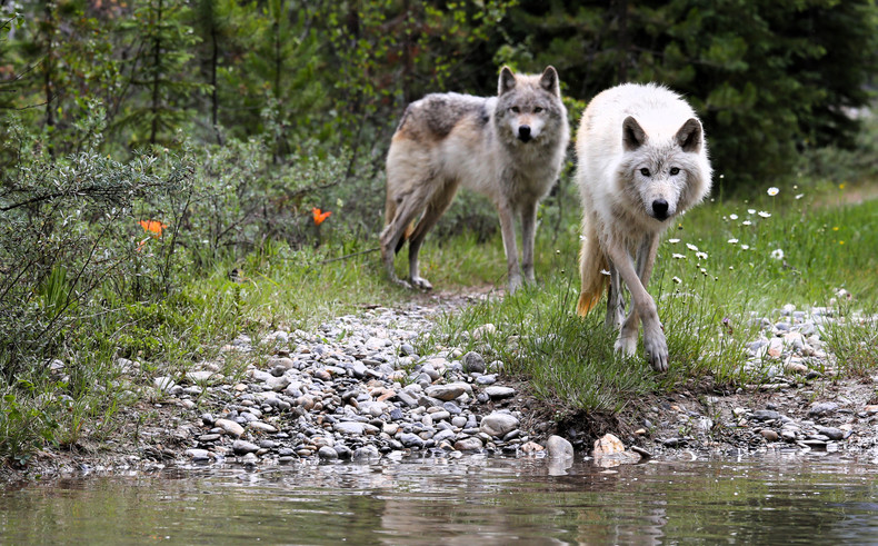 Should Dogs Eat Like Wolves? Exploring Canine Nutrition and Diet Preferences