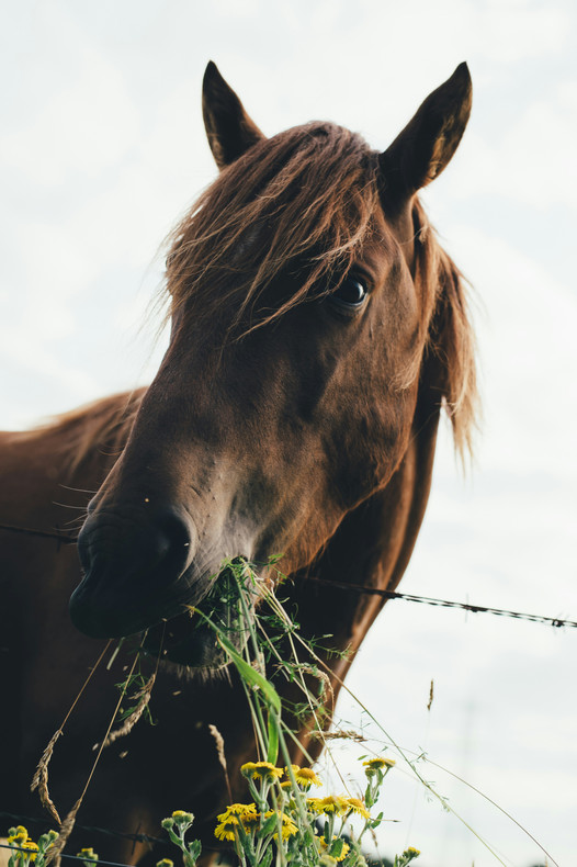 Equine Fecal Water Syndrome