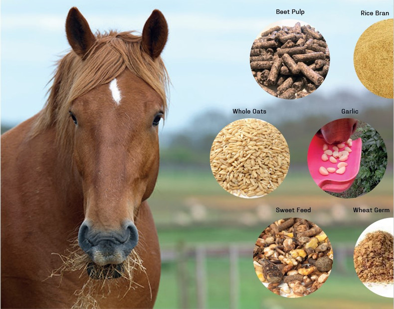 Understanding Food Allergies and Intolerances in Horses