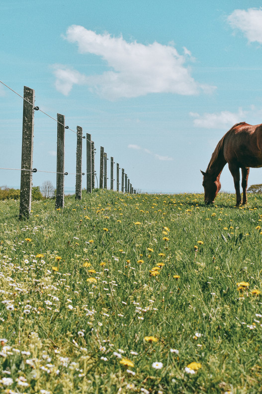 The Importance of the Equine Microbiome 