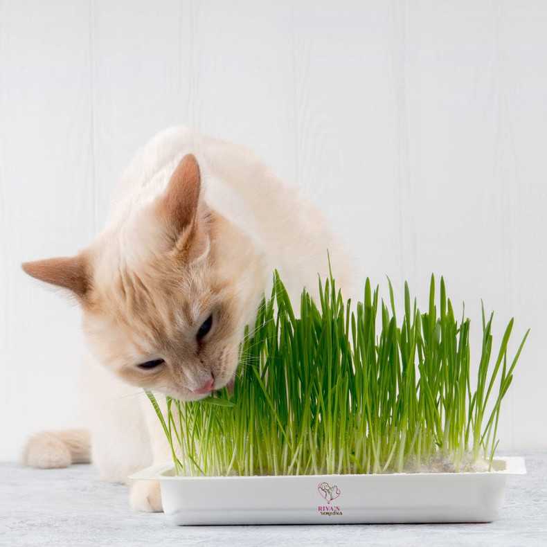 The Microbiome of the Domestic Cat