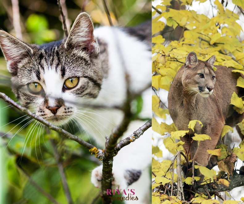 Do Your House Cats Think They Are Cougars?