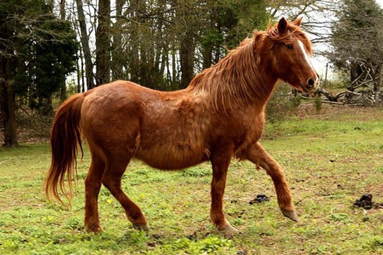 Equine Cushings Disease