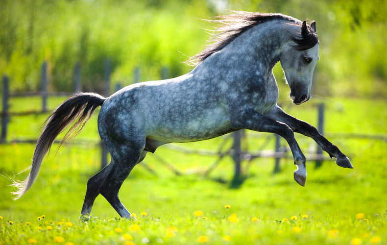 3 Benefits of Supplementing Horses With Magnesium