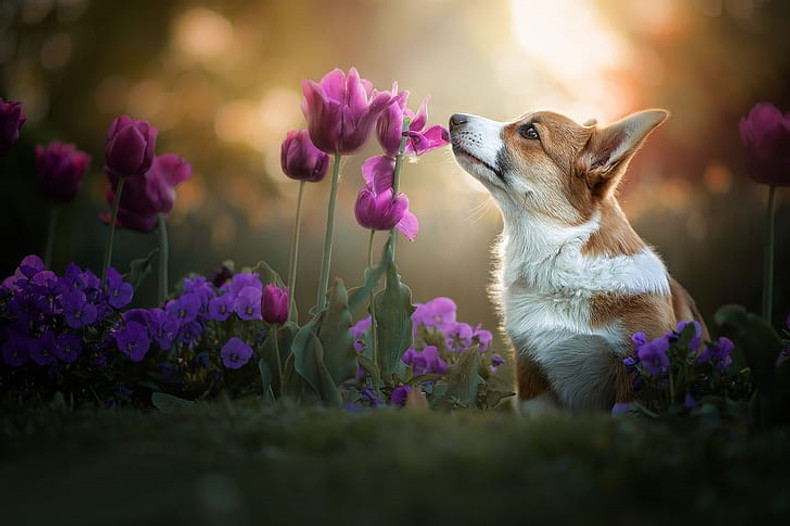 Flower Essences for Pets