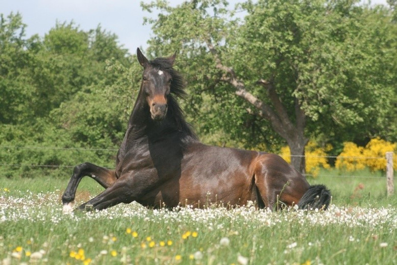 Equine Colic - Prevention & Treatment