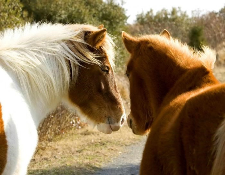 Homeopathy For Horses Part I