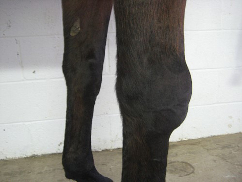 Supplementing Your Horse with Glucosamine and MSM…Use with Caution!