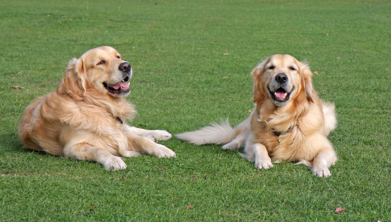 Dog Success Stories - we love hearing from you!